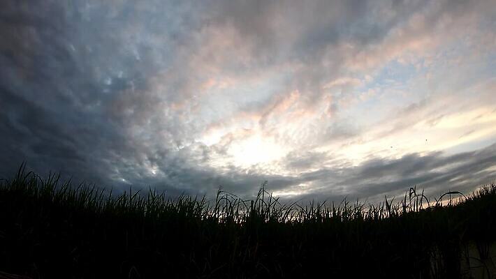 나무 식물 구름 응시 계절 백그라운드 이동 잎 농업 모션 태국 자연 하늘 아침 바람 날씨 동양인 풍경 사람없음 야외 초록색 여름 빛 컬러풀 햇빛 태양 농장 일출 정원 어둠 황혼 일몰 저녁 내추럴 MOV 해외동영상 클립영상 주간 자연요소 시선 산업 아시아 컬러 컨셉 인종 노을 야간 생태계 동영상 파일형식
