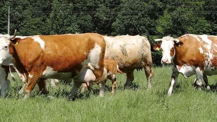 동물 전통 밭 농업 포유류 자연 서기 사람없음 야외 초록색 햇빛 농장 농경지 갈색 걷기 환경 가축 목장 우유 시골 소 군중 방목 땅 헝가리 송아지 밭일 찰과상 반추동물 목가 MP4 해외동영상 클립영상 산업 새끼 컬러 모션 유제품 사람 태양 축산업 상처 생태계 동영상 동유럽 파일형식