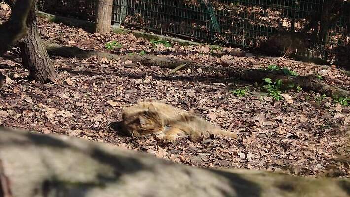 동물 응시 남자 행복 포즈 백그라운드 포유류 자연 휴식 털 앉기 사람없음 파란색 마을 맑음 검은색 고양이 청결 회색 아기 핥기 위험 모피 호기심 솜털 느림 몸단장 노숙자 경보 돌봄 순혈 MOV 해외동영상 클립영상 시선 감정 컬러 컨셉 모션 날씨 사람 반려동물 위생 생태계 동영상 파일형식