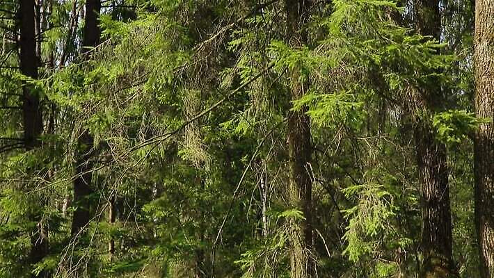 나무 식물 계절 공원 꽃잎 꽃 백그라운드 꽃무늬 자연 아침 사람없음 야외 초록색 태양 정원 봄 카펫 성장 벚꽃 흰색 신선 오픈 개화 닫기 숲 내추럴 생태학 스노드롭 헌병 MOV 해외동영상 클립영상 주간 자연요소 공공시설 교육 컬러 무늬 모션 군인 생태계 동영상 파일형식