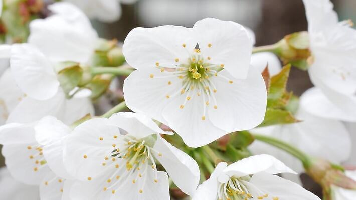 나무 식물 디자인 계절 꽃잎 꽃 줄기 분홍색 컬러 백그라운드 잎 꽃무늬 오렌지 자연 하늘 사람없음 야외 초록색 파란색 머리 봄 성장 벚꽃 흰색 나뭇가지 축하 신선 개화 체리 사과 보케 슛 내추럴 꽃수술 처음 4K MP4 해외동영상 클립영상 컨셉 무늬 과일 신체부위 생태계 동영상 파일형식