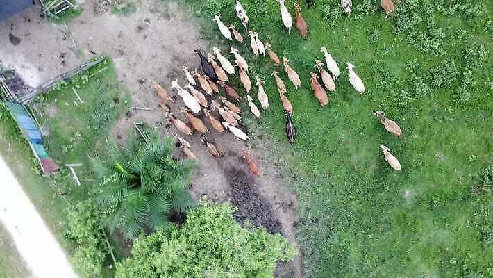 동물 밭 농업 포유류 자연 하늘 풍경 초원 사람없음 여름 농장 농경지 머리 마을 환경 가축 시골 소 군중 땅 동물상 밭일 찰과상 4K MOV 해외동영상 클립영상 계절 산업 사람 신체부위 조형물 상처 생태계 동영상 파일형식