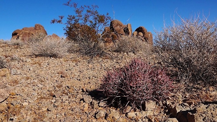 나무 식물 계절 공원 컬러 여행 자연 선인장 통 사람 사람없음 야외 가로 빨간색 여름 계곡 미국 사막 죽음 가시 날카로움 캘리포니아 내추럴 생태학 전국 4K MP4 해외동영상 클립영상 공공시설 교육 북아메리카 생태계 동영상 파일형식