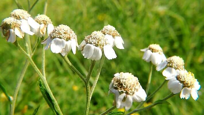 식물 꽃 꽃무늬 자연 독일 사람없음 벚꽃 허브 세련 HD MP4 해외동영상 클립영상 유럽 무늬 생태계 동영상 파일형식