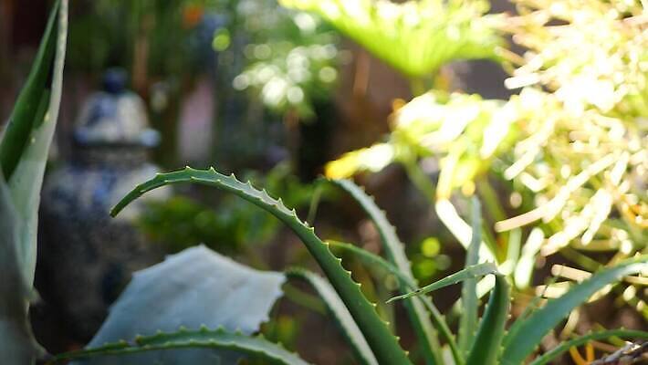 식물 꽃 화초 꽃무늬 선인장 사람없음 장식 초록색 정원 미국 사막 신선 황무지 약초 캘리포니아 상록수 애리조나 내추럴 다육식물 알로에 카피스페이스 그리너리 억울 세련 4K 건조기후 MP4 해외동영상 클립영상 감정 컬러 북아메리카 무늬 공백 풀_식물 동영상 파일형식 트랜드컬러