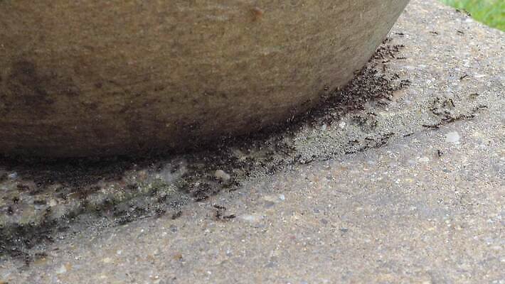 식물 동물 야생동물 곤충 절지류 통신 자연 노동자 영국 잉글랜드 무척추동물 안테나 사람없음 야외 환경 정원 검은색 업무 그룹 닫기 벌레 둥지 냄비 작음 묘사 바쁨 커뮤니티 육군 개미 내추럴 공격적 니제르 소셜 식민지 침범 화학물질 많음 4K 타임랩스 MOV 해외동영상 클립영상 직업 유럽 컬러 컨셉 모션 군대 촬영기법 작업 화학 솥 크기 생태계 동영상 파일형식