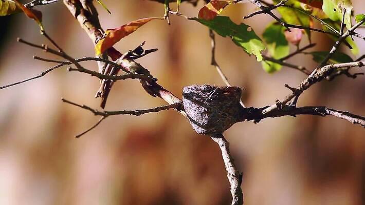 동물 아시아 야생동물 자연 조류 병아리 사람없음 둥지 스리랑카 MOV 해외동영상 클립영상 나라 생태계 동영상 파일형식