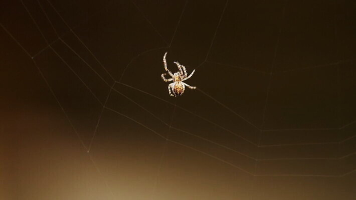 동물 컬러 곤충 백그라운드 패턴 자연 사람없음 야외 초록색 빛 정원 검은색 웹 새벽 그물 벌레 거미줄 거미 올가미 내추럴 변소 짜기 MOV 해외동영상 클립영상 자연요소 무늬 인터넷 모션 생태계 동영상 파일형식