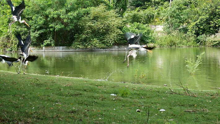 동물 커플 공원 호수 야생동물 음식 바다 백그라운드 날개 아프리카 자연 벽지 조류 동물원 사람없음 물 여름 파란색 강 흰색 잡기 그룹 큼 먹이 먹기 펠리컨 부리 긍정 내추럴 다뉴브강 동물상 생존 4K MOV 해외동영상 클립영상 자연요소 계절 공공시설 나라 컬러 컨셉 관계 모션 조형물 크기 생태계 동영상 파일형식