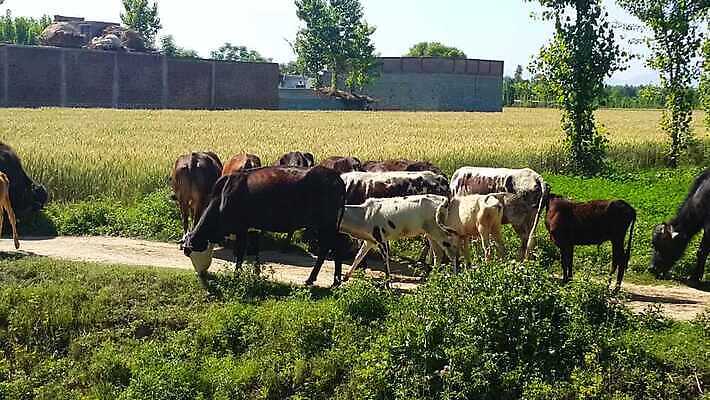 나무 동물 밭 농업 포유류 가족 자연 사람없음 초록색 반려동물 농경지 농사 가축 시골 소 양치기 군중 농부 먹이 방목 먹기 황소 젖 송아지 밭일 찰과상 4K MOV 해외동영상 클립영상 식물 직업 산업 새끼 컬러 관계 모션 사람 농장 축산업 상처 생태계 동영상 파일형식