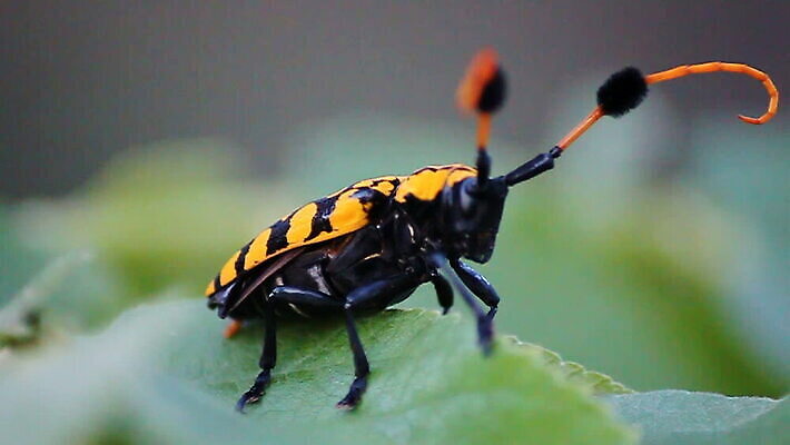 동물 야생동물 컬러 곤충 오렌지 자연 무척추동물 안테나 사람없음 가로 검은색 뜨거움 닫기 벌레 말벌 먹이 사냥 육식동물 사냥꾼 토막 스트라이크 암살자 MOV 해외동영상 클립영상 직업 과일 통신 모션 벌_곤충 생태계 동영상 파일형식