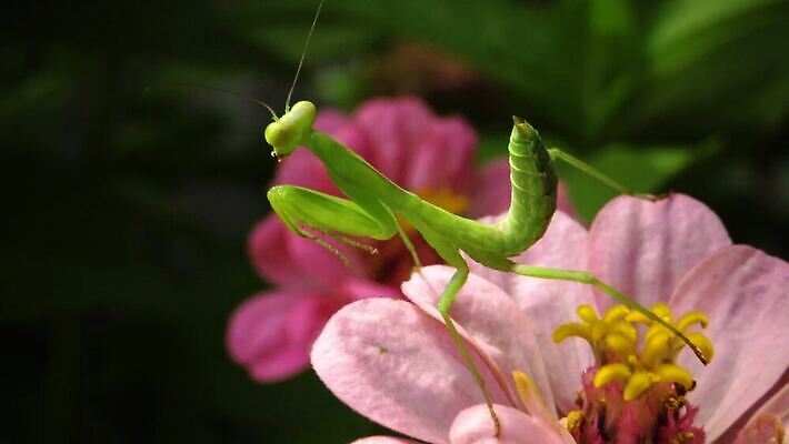 동물 여자 야생동물 곤충 잎 절지류 자연 무척추동물 안테나 사람없음 초록색 흰색 기도 육식동물 포식 4K MP4 해외동영상 클립영상 식물 컬러 통신 사람 생태계 동영상 파일형식