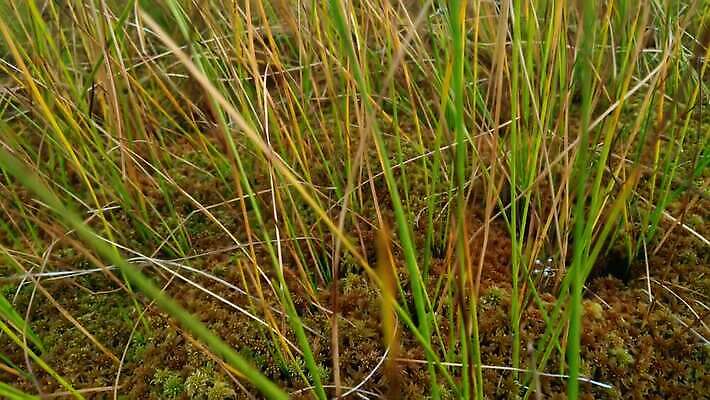 나무 식물 계절 호수 밭 자연 건조 안테나 사람없음 초록색 물 갈색 환경 젖음 나뭇가지 황무지 습지 숲 작음 내추럴 변소 4K MOV 해외동영상 클립영상 자연요소 컬러 농업 통신 크기 생태계 동영상 파일형식