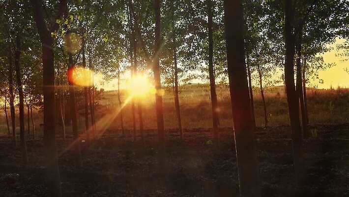 나무 식물 공원 자연 사람없음 야외 햇빛 태양 숲 4K MP4 해외동영상 클립영상 자연요소 공공시설 생태계 동영상 파일형식