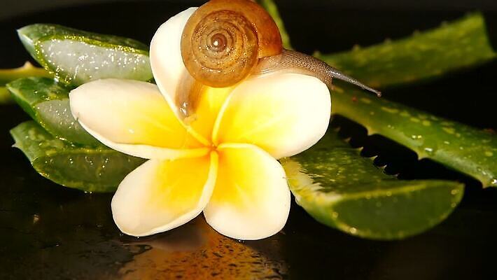 식물 동물 꽃 음식 백그라운드 컨셉 잎 모션 자연 건강 사람없음 장식 초록색 물 뷰티 갈색 스파 화장품 젖음 촉촉함 껍질 흰색 신선 이슬 허브 유기농 덮기 향 내추럴 고립 떠남 아열대 알로에 끈적임 MOV 해외동영상 클립영상 자연요소 웰빙 컬러 생태계 동영상 파일형식