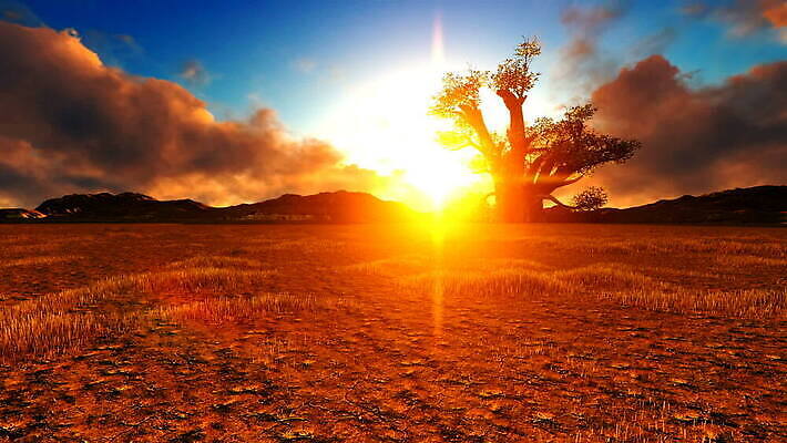 나무 식물 자연 사람없음 야외 일몰 MOV 해외동영상 클립영상 노을 생태계 동영상 파일형식