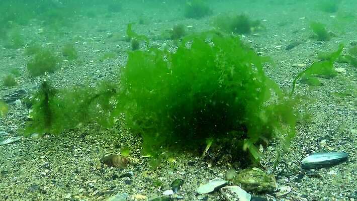 식물 동물 야생동물 자연 사람없음 초록색 바닷속 수중 해조류 광합성 산화 4K 수중영상 MP4 해외동영상 클립영상 컬러 해양식물 생태계 동영상 파일형식