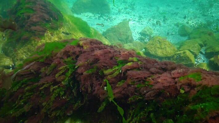 식물 야생동물 바다 자연 사람없음 초록색 환경 바닷속 수중 해조류 생태계 광합성 산화 생태학 소금물 4K 수중영상 MP4 해외동영상 클립영상 동물 교육 컬러 해양식물 동영상 파일형식