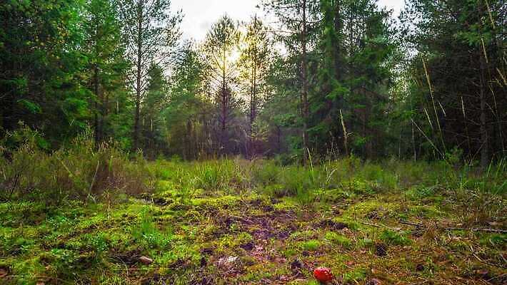 나무 식물 계절 낙엽 잎 자연 풍경 사람없음 야외 목재 장식 빨간색 초록색 여름 빛 컬러풀 태양 갈색 노란색 버섯 새벽 활발 가을 시간 숲 위험 기중기 생물학 내추럴 곰팡이 독버섯 삼림지대 4K 타임랩스 화면전환 MP4 해외동영상 클립영상 자연요소 교육 컬러 컨셉 재료 촬영기법 중장비 생태계 동영상 파일형식