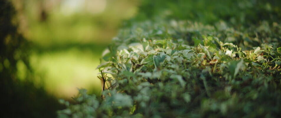 나무 식물 공원 백그라운드 잎 자연 사람없음 야외 초록색 정원 맑음 숲 내추럴 블러효과 4K MOV 해외동영상 슬로모션 클립영상 공공시설 컬러 날씨 촬영기법 생태계 동영상 블러 파일형식 효과