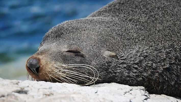 동물 1 행복 여유 얼굴 바다 십자가 포유류 자연 털 미소 사람없음 가로 침묵 젖음 표현 잠 사자 물개 만족 코 낮잠 나미비아 동물상 생태학 4K MOV 해외동영상 클립영상 교육 감정 표정 신체부위 조형물 바다동물 소리 생태계 동영상 남아프리카 파일형식