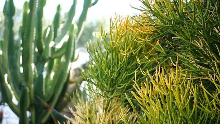 식물 화초 백그라운드 선인장 사람없음 장식 초록색 정원 미국 사막 가시 닫기 캘리포니아 철조망 상록수 애리조나 내추럴 다육식물 오리지널 이국적 특별함 카피스페이스 그리너리 세련 4K 건조기후 MP4 해외동영상 클립영상 컬러 컨셉 북아메리카 모션 공백 동영상 파일형식 트랜드컬러