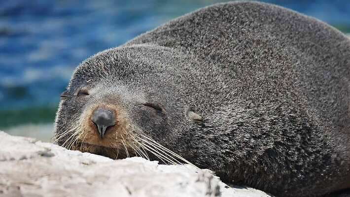 동물 1 행복 여유 얼굴 바다 십자가 포유류 자연 털 미소 사람없음 가로 침묵 젖음 표현 잠 사자 물개 만족 코 낮잠 나미비아 동물상 생태학 4K MOV 해외동영상 클립영상 교육 감정 표정 신체부위 조형물 바다동물 소리 생태계 동영상 남아프리카 파일형식