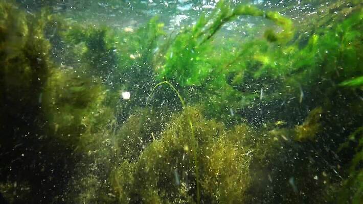 식물 호수 바다 컬러 백그라운드 잎 자연 사람없음 초록색 물 강 환경 수중 젖음 잡초 개울 해조류 아래 질감 내추럴 광합성 산화 4K MP4 해외동영상 클립영상 자연요소 해양식물 방향 생태계 위치 동영상 파일형식