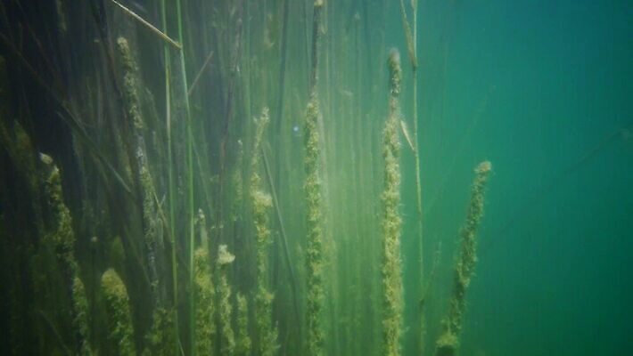 식물 야생동물 바다 자연 사람없음 초록색 환경 바닷속 수중 해조류 생태계 광합성 산화 생태학 4K 수중영상 MP4 해외동영상 클립영상 동물 교육 컬러 해양식물 동영상 파일형식