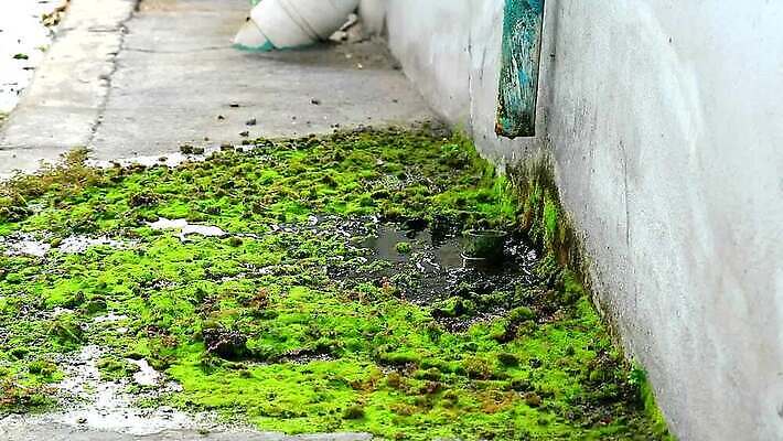 식물 산업 벽 백그라운드 컨셉 잎 생각 자연 주택 아이디어 이끼 사람없음 야외 초록색 물 강 환경 정원 젖음 흐름 도시 개울 오염 폐기물 위험 긍정 먼지 진흙 튜브 낭비 내추럴 배수구 땅바닥 콘크리트 파이프라인 폐수 하수 생존 자극 MOV 해외동영상 클립영상 자연요소 컬러 바닥 건물 환경오염 쓰레기 생태계 파이프_관 동영상 파일형식