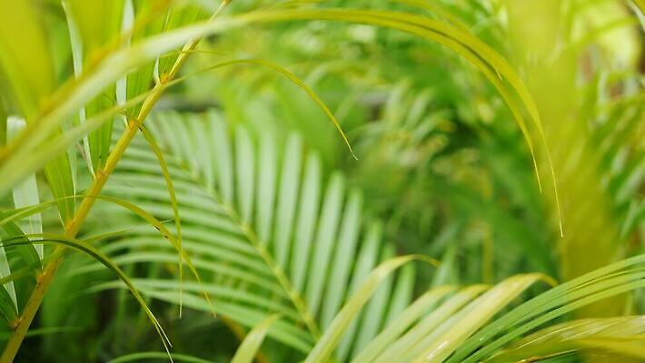 식물 디자인 계절 공원 줄기 백그라운드 잎 패턴 자연 추상 열대 사람없음 장식 초록색 여름 빛 우주 환경 정원 맑음 스파 봄 나뭇가지 신선 닫기 숲 큼 열대우림 질감 내추럴 블러 생태학 이국적 파라다이스 그리너리 4K MP4 해외동영상 클립영상 나무 공공시설 교육 컬러 무늬 모션 날씨 크기 생태계 동영상 파일형식 트랜드컬러