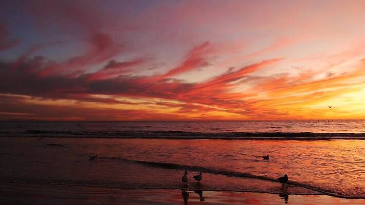 파도 바다 조류 하늘 사람없음 미국 일몰 캘리포니아 4K MP4 해외동영상 클립영상 동물 북아메리카 노을 동영상 파일형식