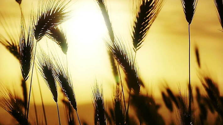 식물 자연 사람없음 농작물 태양 농장 일출 일몰 보리 MOV 해외동영상 슬로모션 클립영상 자연요소 농업 곡류 촬영기법 노을 생태계 동영상 파일형식