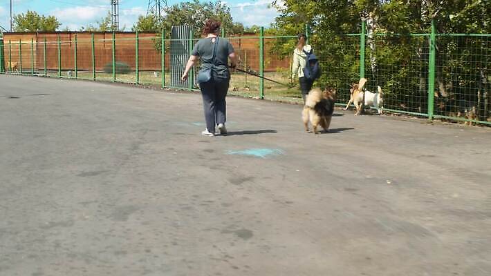 동물 컨셉 자연 친절 사랑 야외 두명 울타리 반려동물 걷기 우정 봉사 도움 구출 개 보호 새장 노숙자 4K MOV 해외동영상 클립영상 감정 포유류 모션 사람 친구 담장 생태계 동영상 케이지 파일형식