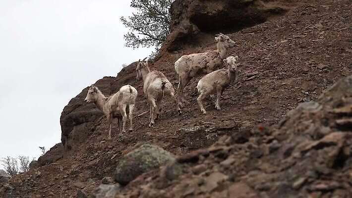동물 공원 남자 야생동물 백그라운드 겨울 포유류 자연 풍경 사람없음 사막 양 군중 큼 빙하 램 전국 4K MP4 해외동영상 클립영상 계절 공공시설 사람 크기 생태계 동영상 파일형식