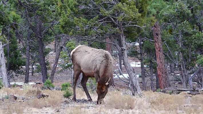 동물 공원 야생동물 백그라운드 포유류 자연 하늘 사슴 산 뿔 사람없음 숲 큼 트로피 황소 사냥 캘리포니아 사냥꾼 애리조나 서식지 뉴멕시코 서쪽 엘크 콜로라도 텍사스 4K MP4 해외동영상 클립영상 직업 공공시설 미국 소 크기 방향 상_우승 생태계 동영상 파일형식