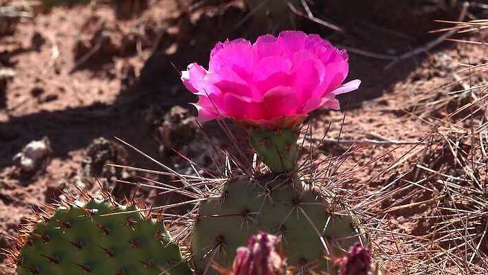 꽃 과일 자연 선인장 풍경 사람없음 초록색 노란색 사막 가시 달콤 다육식물 숙성 4K MP4 해외동영상 클립영상 식물 컬러 맛 생태계 동영상 파일형식
