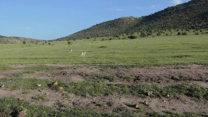 동물 공원 남자 야생동물 포유류 모션 아프리카 자연 초식동물 염소 뿔 사람없음 야외 갈색 걷기 게임 도시 시간 황무지 보호 사파리 싸움 영양 지역 케냐 동영상 내추럴 가젤 동물상 마사이족 법정 사바나 전국 진짜 MOV 해외동영상 클립영상 공공시설 나라 컬러 컨셉 놀이 사람 조형물 생태계 파일형식