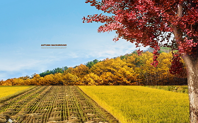 PSD 편집이미지 단풍 하늘 단풍나무 산 논 사람없음 가을풍경 맑음 고요 가을 가을배경 이미지편집 나무 계절 백그라운드 잎 농업 날씨 풍경 파일형식 가을_계절