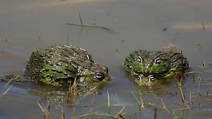 동물 여자 남자 모션 아프리카 자연 생물 개구리 사람없음 야외 물 젖음 연못 큼 피부 싸움 클립 서식지 동영상 짝짓기 내추럴 공격적 남아프리카 생태학 끈적임 HD MOV 해외동영상 클립영상 자연요소 교육 나라 컨셉 양서류 사람 신체부위 크기 생태계 파일형식