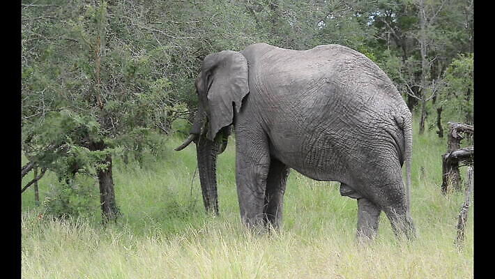 공원 야생동물 여행 포유류 아프리카 코끼리 사람없음 게임 그룹 먹기 사파리 남아프리카 전국 크루거 MOV 해외동영상 클립영상 동물 공공시설 나라 모션 놀이 동영상 남아프리카공화국 파일형식