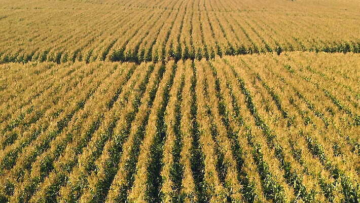 식물 계절 음식 줄기 백그라운드 잎 밭 농업 자연 바람 건조 건강 옥수수 풍경 사람없음 야외 초록색 농작물 농장 노란색 환경 농사 수확 성장 시골 신선 황금 낟알 불기 땅 흔들림 날것 슛 내추럴 밭일 줄서기 타격 세련 MOV 해외동영상 클립영상 자연요소 산업 컬러 모션 날씨 곡류 생태계 동영상 파일형식