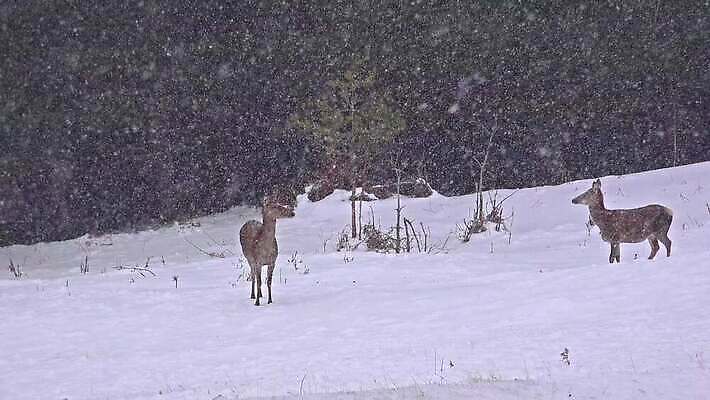 동물 계절 공원 남자 야생동물 겨울 포유류 자연 사슴 뿔 서기 풍경 사람없음 빨간색 달러 골짜기 추위 가을 흰색 황무지 숲 바퀴자국 사파리 꼬리 사냥 장면 눈보라 산악지대 4K HD MP4 해외동영상 클립영상 공공시설 컬러 돈 자국 모션 산 눈_날씨 사람 생태계 동영상 파일형식