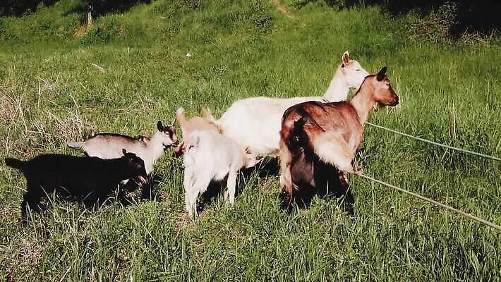 동물 백그라운드 밭 신체 포유류 모션 자연 염소 수염 사람없음 야외 초록색 농장 갈색 검은색 우유 시골 아기 양 그룹 소 군중 모피 먹기 생물학 귀 양고기 느림 그리스인 난쟁이 경보 밭일 찰과상 카메룬 MP4 해외동영상 클립영상 서양인 교육 컬러 농업 아프리카 유제품 육류 사람 신체부위 상처 생태계 동영상 파일형식
