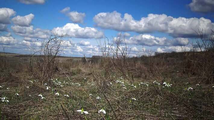 식물 계절 꽃잎 꽃 잎 꽃무늬 자연 아침 초원 사람없음 야외 초록색 맑음 봄 성장 벚꽃 흰색 신선 개화 언덕 스노드롭 수평선 4K MP4 해외동영상 클립영상 주간 컬러 무늬 날씨 생태계 동영상 파일형식