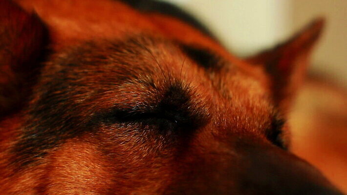 동물 응시 포유류 털 경비 사람없음 반려동물 갈색 머리 검은색 우정 양치기 경찰 개 보호 모피 귀 늑대 송곳니 기르기 유래 MOV 해외동영상 클립영상 직업 시선 컬러 컨셉 안전 신체부위 친구 치아 동영상 돌봄 파일형식