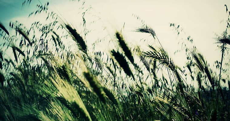 식물 계절 컬러 백그라운드 잎 밭 자연 하늘 풍경 잔디 초원 사람없음 야외 초록색 여름 파란색 농작물 햇빛 태양 농장 우주 환경 봄 수확 성장 시골 신선 낟알 땅 밀 질감 귀 밀짚 내추럴 고립 그리너리 4K MOV 해외동영상 클립영상 자연요소 농업 곡류 신체부위 짚 생태계 동영상 파일형식 트랜드컬러