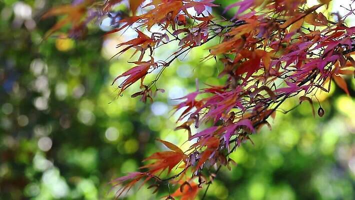 나무 계절 공원 컬러 백그라운드 단풍 낙엽 잎 자연 날리기 바람 날씨 종류 사람없음 빨간색 초록색 빛 뷰티 정원 나뭇가지 땅 보케 적갈색 MOV 해외동영상 클립영상 자연요소 식물 공공시설 모션 갈색 생태계 동영상 파일형식