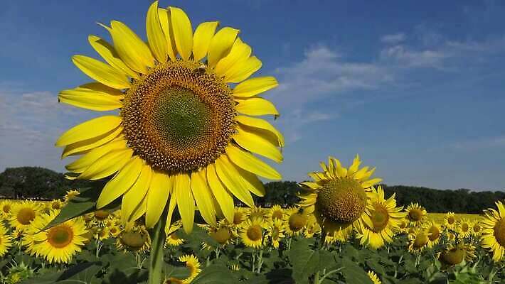 식물 꽃잎 꽃 꽃무늬 밭 농업 자연 하늘 해바라기 씨앗 사람없음 야외 초록색 파란색 농작물 컬러풀 노란색 맑음 벚꽃 시골 개화 밭일 식용 우크라이나 4K MP4 해외동영상 클립영상 유럽 산업 컬러 무늬 날씨 생태계 동영상 파일형식
