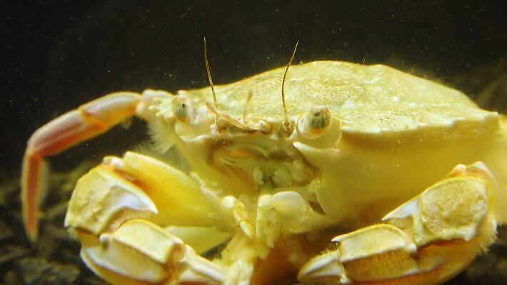 동물 야생동물 바다 과학 절지류 새우 무척추동물 갑각류 사람없음 물 세계 환경 바닷속 수중 게 가재 생태계 생물학 암 동물상 발톱 생태학 4K 수중영상 MP4 해외동영상 클립영상 자연요소 교육 발 조형물 질병 동영상 파일형식